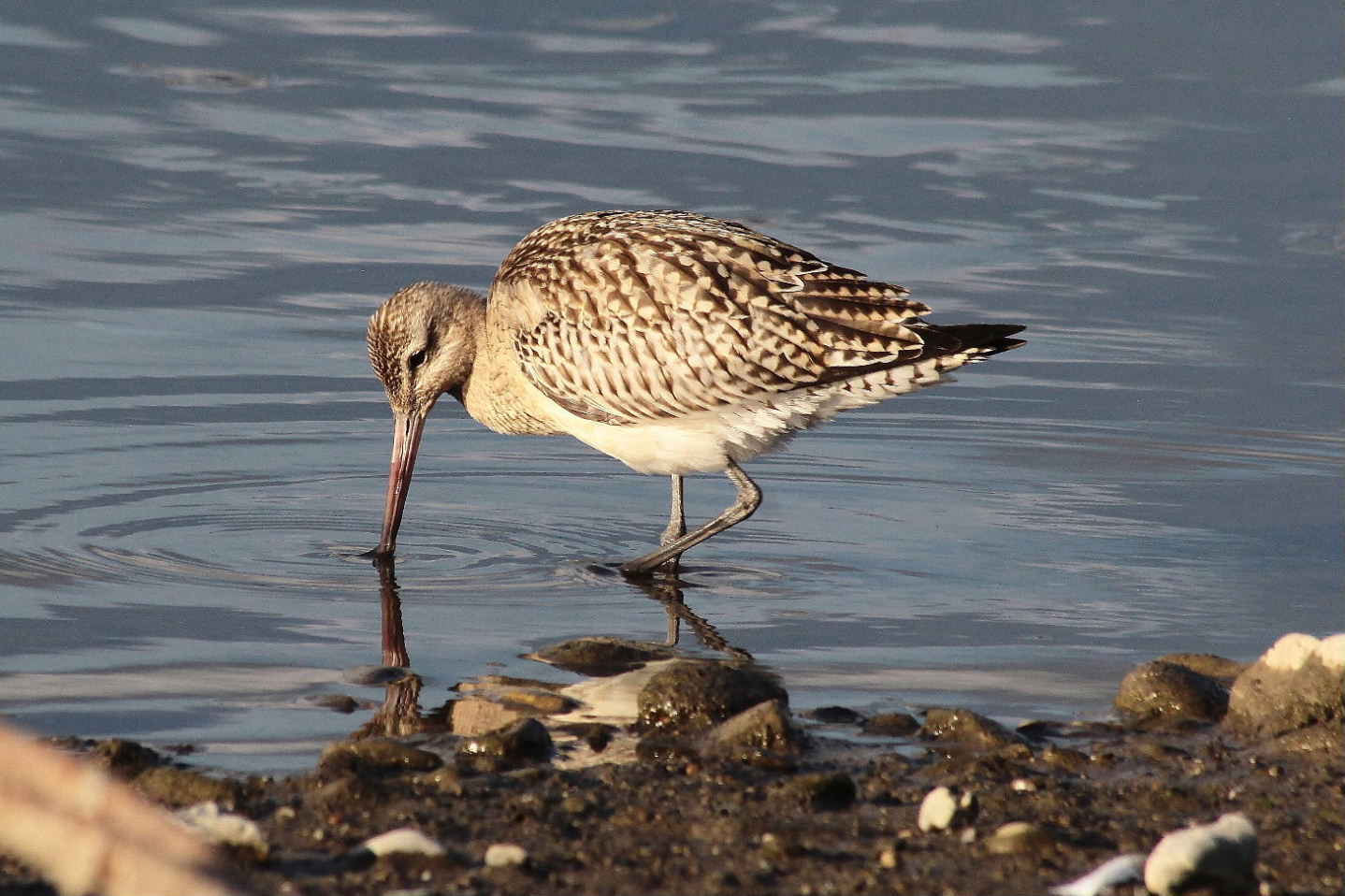 Limosa lapponicaPittima minore